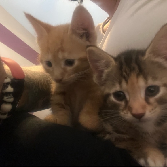 My grandkittens- they’ve grown! 6 months old now! - Picture 10 of 17